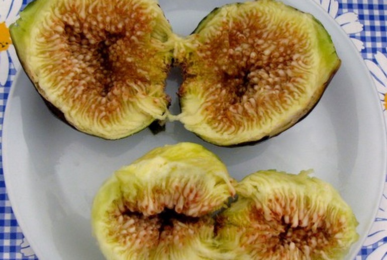 italian figs