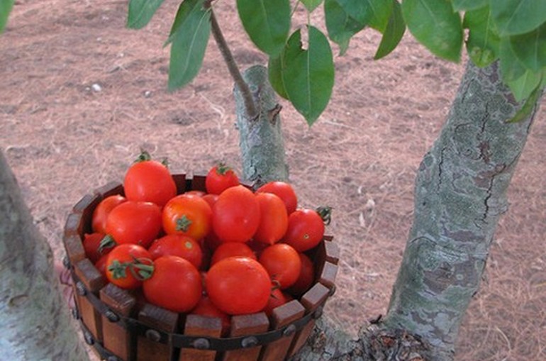 italy best tomatoes