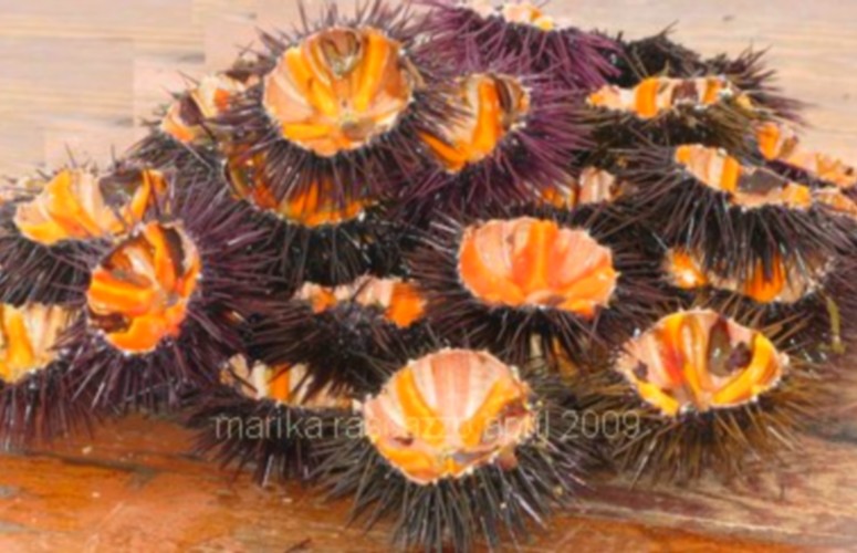 puglia sea urchins