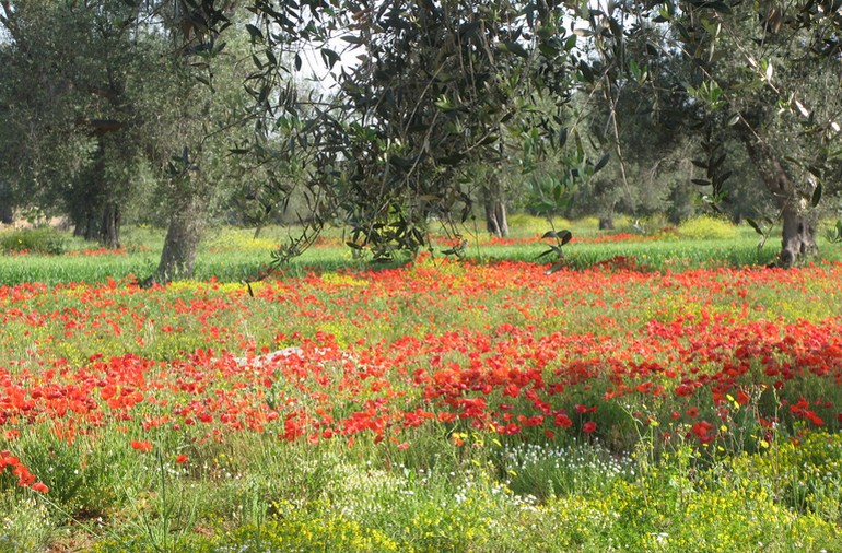 Puglia extra virgin olive oil tours