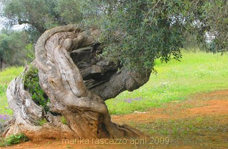italian olive oil trees