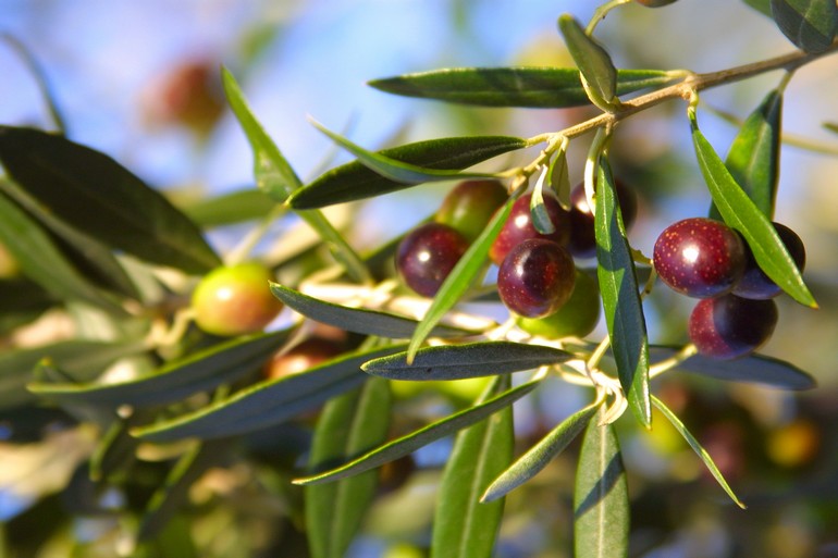 best Italian olive oil