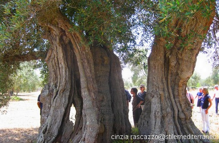 Italy olive oil tours