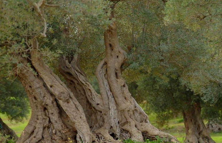 monumental olive trees