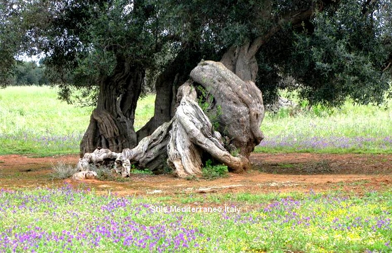 puglia monumental olive trees