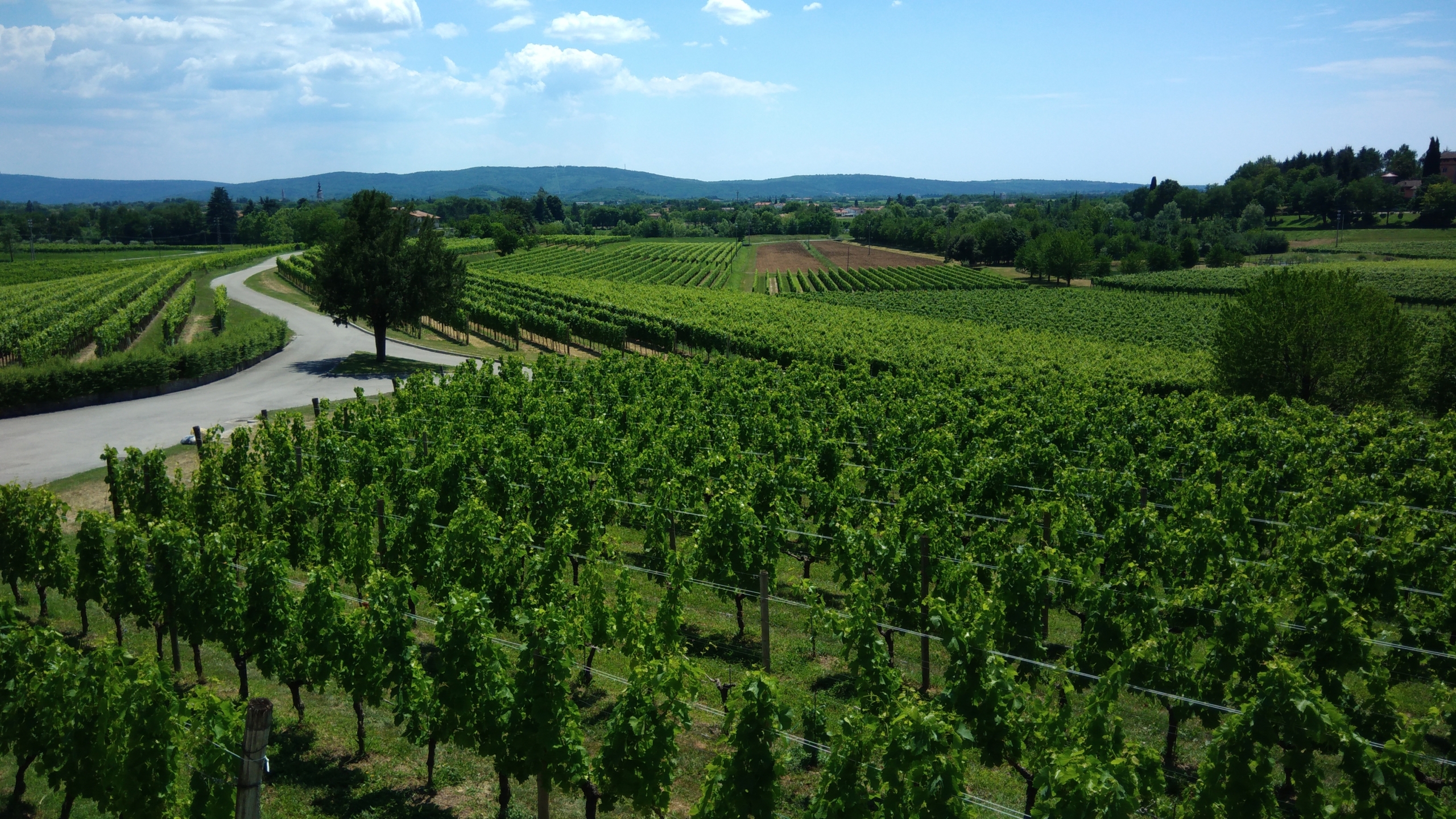 wine tourism trieste